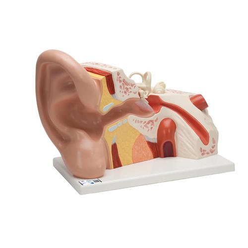 Giant Ear Model, 5 times Full-Size, 3 part, 1008553 [VJ513], Ear Models