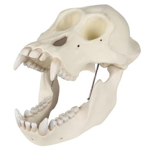 Crâne d'un orang-outang (Pongo pygmaeus), mâle, VP761, Primates