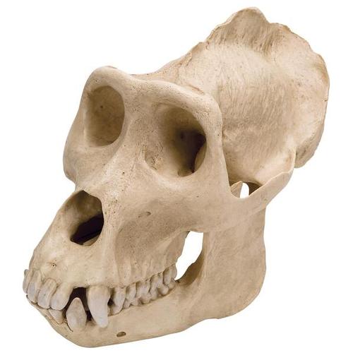 Gorilla Skull (Gorilla gorilla), Male, Replica, 1001301 [VP762/1], 영장류