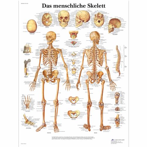 Das menschliche Skelett, 4006568 [VR0113UU], Sistema Esqueletico