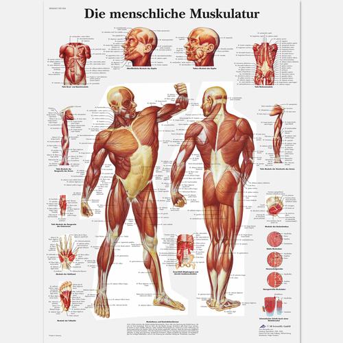 Die menschliche Muskulatur, 1001304 [VR0118L], Músculo
