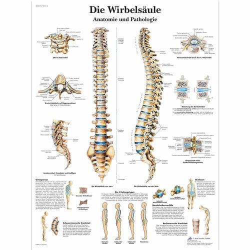 Die menschliche Wirbelsäule - Anatomie und Pathologie, 1001314 [VR0152L], 骨骼系统