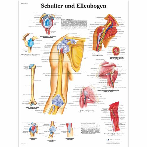 Schulter und Ellenbogen, 4006575 [VR0170UU], Sistema Esqueletico