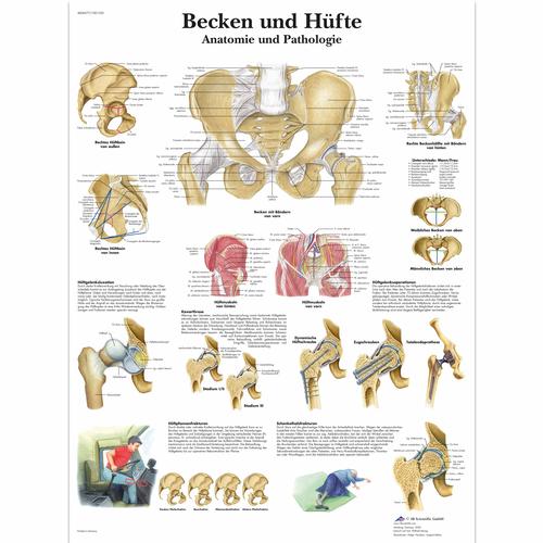 Becken und Hüfte - Anatomie und Pathologie, 1001320 [VR0172L], Sistema Esquelético