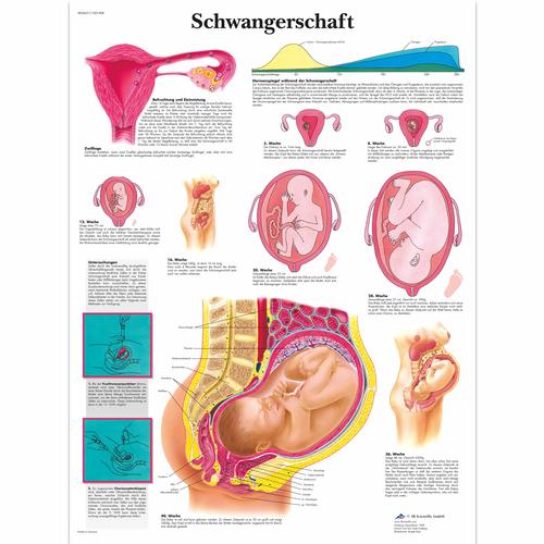 Schwangerschaft, 1001408 [VR0554L], Embarazo y Nacimiento
