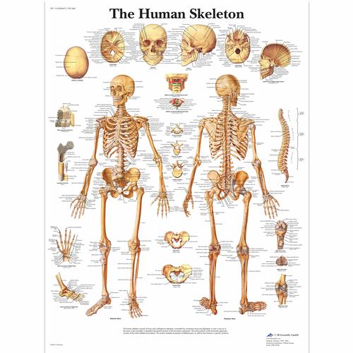 The Human Skeleton, 1001468 [VR1113L], Sistema Esquelético