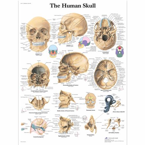 The Human Skull, 1001478 [VR1131L], Плакаты по опорно-двигательному аппарату человека