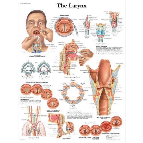 The Larynx, 4006668 [VR1248UU], Плакаты по органам речи