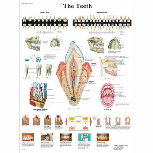 O Pôster dos Dentes, 1001510 [VR1263L], Dentes