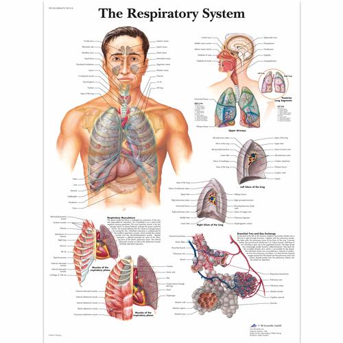 O Pôster do Sistema Respiratório, 1001516 [VR1322L], Sistema Respiratório