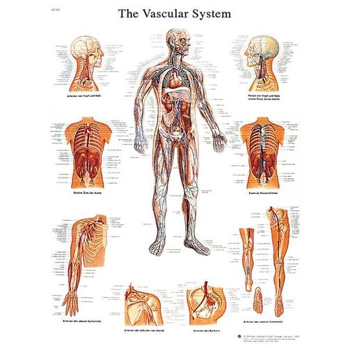 Vascular System STICKYchart™, VR1353S, Sistema circulatorio

