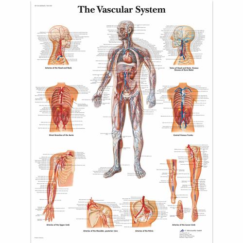 The Vascular System, 4006681 [VR1353UU], Sistema circulatorio
