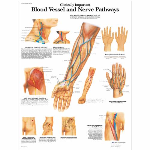 Pôster dos Acessos Clinicamente Importantes a Vasos Sanguíneos e Nervos, 1001530 [VR1359L], Sistema Cardiovascular