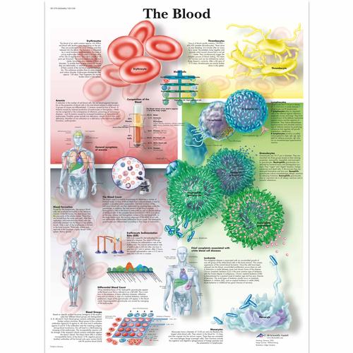 O Pôster do Sangue, 1001538 [VR1379L], Sistema Cardiovascular