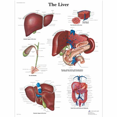 The Liver, 4006689 [VR1425UU], Sistema metabólico