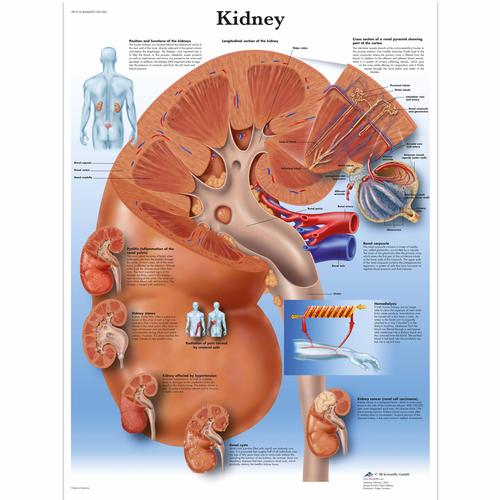 Kidney, 4006699 [VR1515UU], Sistema metabólico