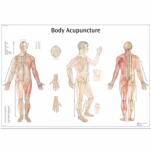 Медицинский плакат "Акупунктура тела", 4006730 [VR1820UU], Модели