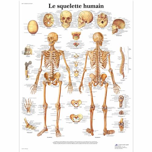 Le squelette humain, 4006732 [VR2113UU], Sistema Esquelético