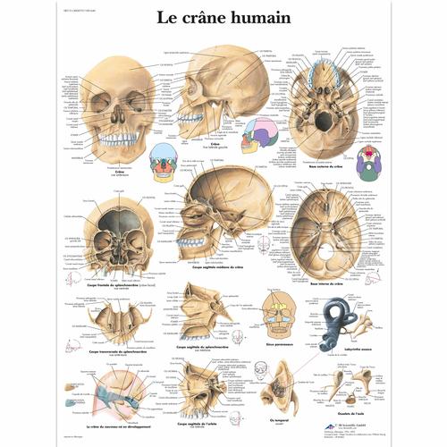 Le crâne humain, 1001640 [VR2131L], Sistema Esquelético