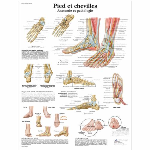 Pied et chevilles - Anatomie et pathologie, 4006744 [VR2176UU], Sistema Esqueletico