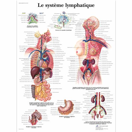 Le système lymphatique, 4006770 [VR2392UU], Sistema linfático
