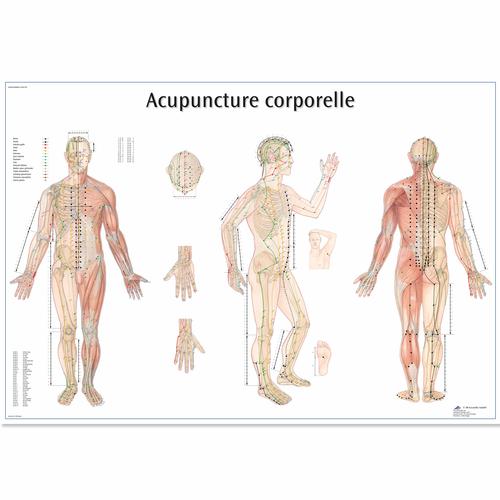 Анатомический плакат "Акупунктура тела", 1001795 [VR2820L], Модели
