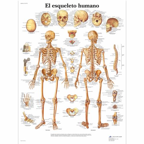 El esqueleto humano, 1001799 [VR3113L], Sistema Esqueletico