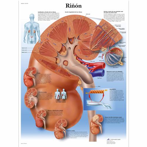 Riñón, 4006861 [VR3515UU], Metabolic System