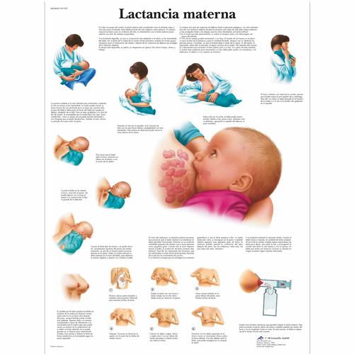 Lactancia materna, 4006868 [VR3557UU], Плакаты по беременности и родам