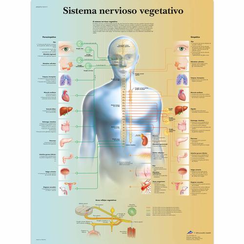 Sistema nervioso vegetativo, 1001911 [VR3610L], Cérebro e sistema nervoso
