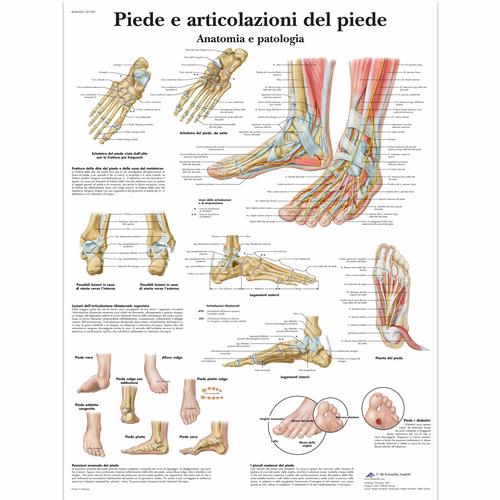 Piede e articolazione del piede, 1001987 [VR4176L], Sistema Esqueletico