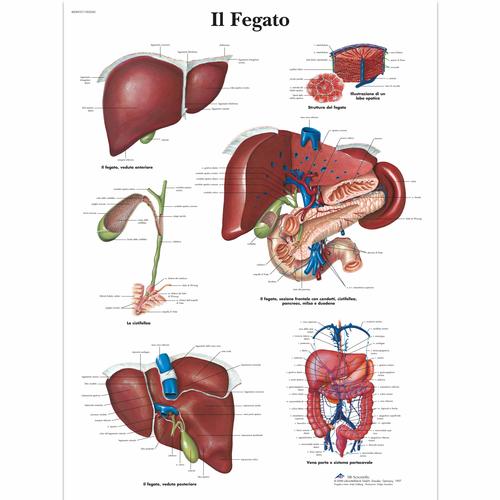Il Fegato, 4006937 [VR4425UU], Плакаты по метаболической системе
