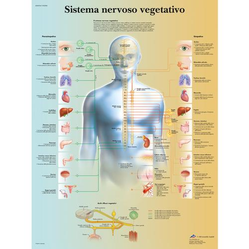 Sistema nervoso vegetativo, 1002083 [VR4610L], Cérebro e sistema nervoso