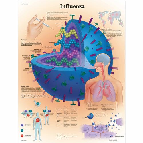 Influenza, 1002112 [VR4722L], Parasitas, Viral ou Infecção Bacteriana