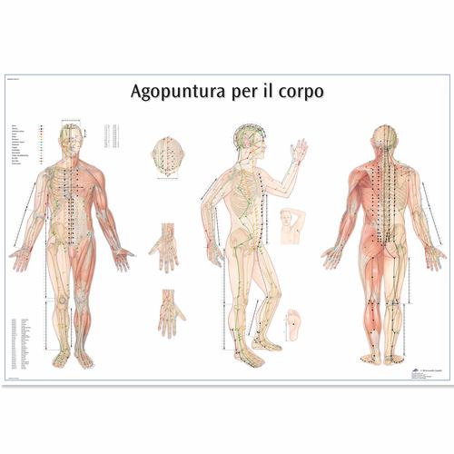 Agopuntura por il corpo, 1002133 [VR4820L], Modelos