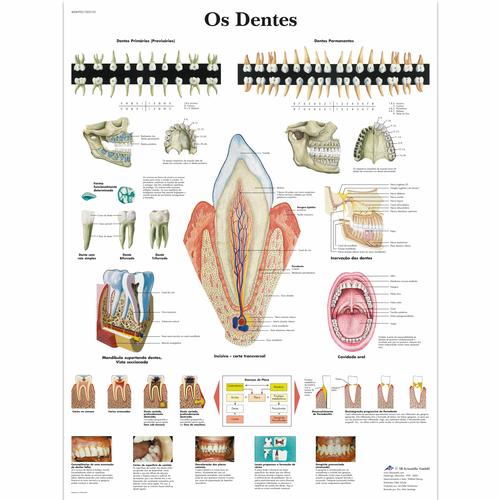 Poster Os dentes, 50x67 cm, Laminado, 1002153 [VR5263L], Dentes