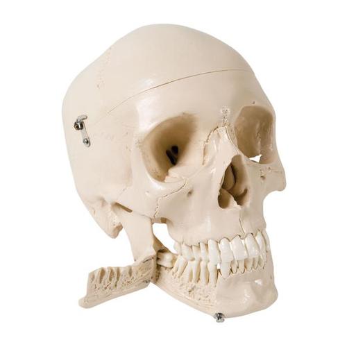 발치 가능한 두개골 모형, 4파트 분리형
Skull Model with Teeth for Extraction, 4 part, 1003625 [W10532], 두개골 모형