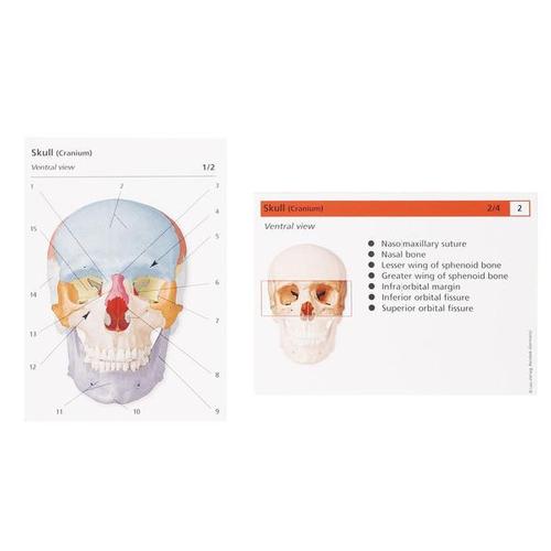 Human Anatomy Flash Cards The Skeletal System 1003743 W11505