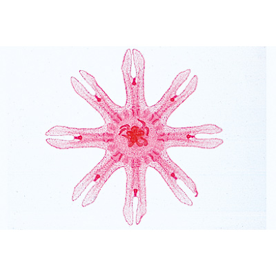 Coelenterata and Porifera - German Slides, 1003851 [W13002], 无脊椎动物