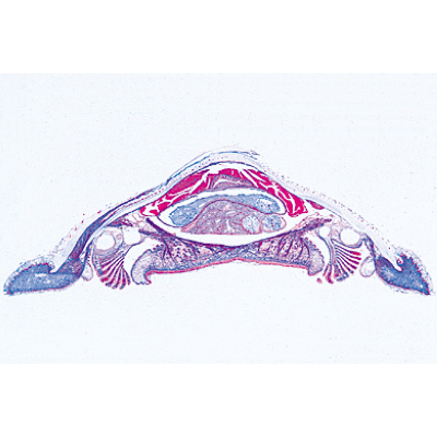 Mollusca - German Slides, 1003871 [W13007], 德语