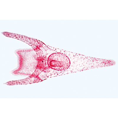 Echinodermata, Bryozoa and Brachiopoda - German Slides, 1003875 [W13008], 无脊椎动物