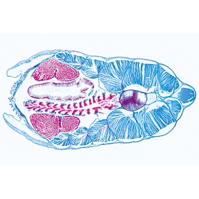 Cephalochordata (Acrania) - Alemão, 1003879 [W13009], Preparados para microscopia LIEDER