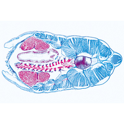 Cephalochordata (Acrania) - Francês, 1003880 [W13009F], Preparados para microscopia LIEDER