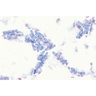 Bactérias Jogo Básico - Alemão, 1003884 [W13011], Preparados para microscopia LIEDER