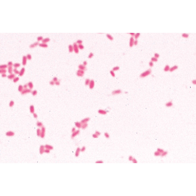 Bactérias Jogo Básico - Francês, 1003885 [W13011F], Francês