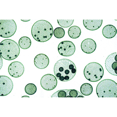 Algas - Alemão, 1003888 [W13012], Preparados para microscopia LIEDER