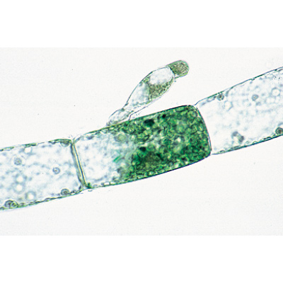 Algas - Alemão, 1003888 [W13012], Preparados para microscopia LIEDER