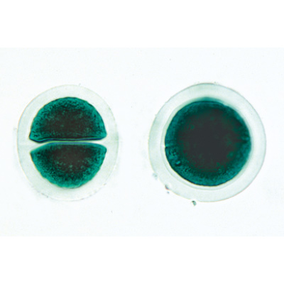 Algas - Francês, 1003889 [W13012F], Preparados para microscopia LIEDER