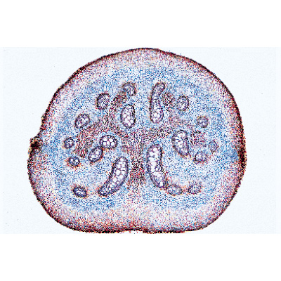 Pteridófitas (Samambaias) - Alemão, 1003900 [W13015], Preparados para microscopia LIEDER