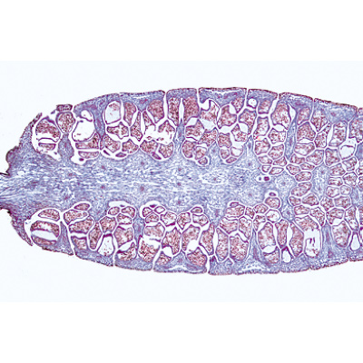 Pteridófitas (Samambaias) - Alemão, 1003900 [W13015], Preparados para microscopia LIEDER